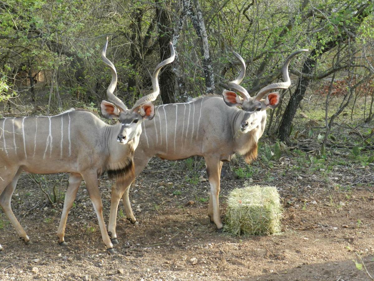 Buffalo Marloth Park Eksteriør bilde