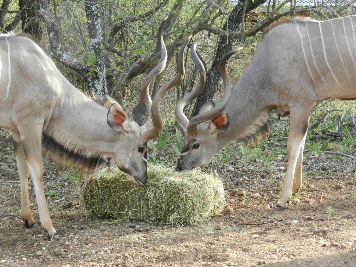 Buffalo Marloth Park Eksteriør bilde